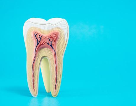 anatomy of a tooth against a light blue background 